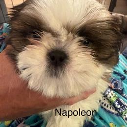 Napoleon - Gold and white male Shih Tzu puppy in Madras, Oregon from Maridee’s ShihTzu