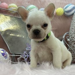 Frost - Cream male French Bulldog puppy in Tulsa, Oklahoma from EvergreenEliteKennel