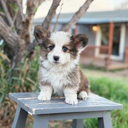 Hank - White and red male Pembroke Welsh Corgi puppy in Mc Cammon, Idaho from Sunny J Corgis and Mini Americans