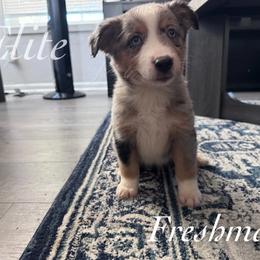 Freshman - Blue merle female Miniature Australian Shepherd puppy in Corpus Christi, Texas from Elite Miniature Australian Shepherds