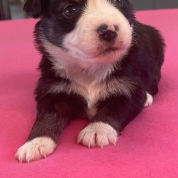 Miniature Australian Shepherd and Toy Australian Shepherd Puppies from Ripple Creek