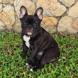 Dusk - French Bulldog