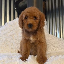 Puppy 1 - Red  male Goldendoodle puppy in Haleyville, Alabama from Susan’s Prefurred Doodles
