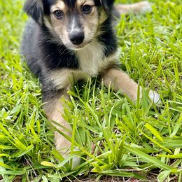 Miniature Australian Shepherd Puppies from Fuller’s Fluffy Friends