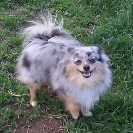 Haley - Pomeranian