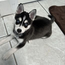 McLaren - Black and white male Alaskan Klee Kai puppy in Palm Harbor, Florida from Klee Kai Breeders with Love