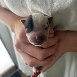 Boy 5 - Blue male Australian Cattle Dog puppy in Irvington, Kentucky from Dry Valley’s Australian Cattle Dogs