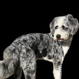 Enzo - Aussiedoodle