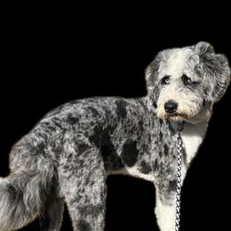 Enzo - Aussiedoodle