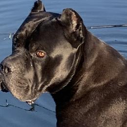 Basset Hounds from Hill Top Basset Hounds & Cane Corso