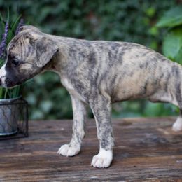 Borzoi and Whippet Puppies from Ivanhoe Borzoi