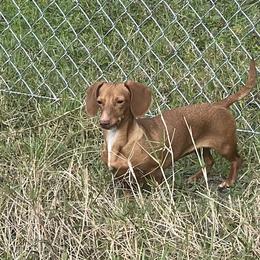 Coco - Dachshund