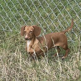 Coco - Dachshund