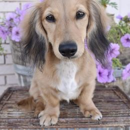 Cheyenne - Dachshund