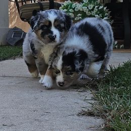 Oakley - Blue merle male Miniature Australian Shepherd puppy in Austin, Texas from Austin Aussies by Jody