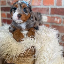 Jill - female Australian Mountain Doodle puppy in Snohomish, Washington from Refined Doodles