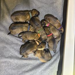 Purple F - Red sable female Belgian Malinois puppy in Dewy Rose, Georgia from Rolling G Kennels