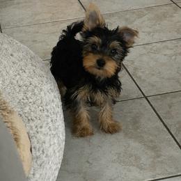 Buddy(1850 LAST DAY FOR DISCOUNT) - Black and tan male Yorkshire Terrier puppy in Phoenix, Arizona from Luxury Pups AZ