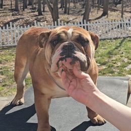 Marilyn - Bulldog