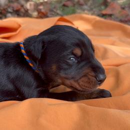 August - Black and rust male Doberman Pinscher puppy in Toney, Alabama from Bhon Mhuir Dobermanns