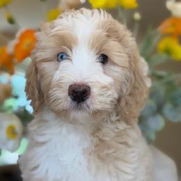 Gio - Yellow and white male Bernedoodle puppy in Yuciapa, California from AlltheDoodlez_