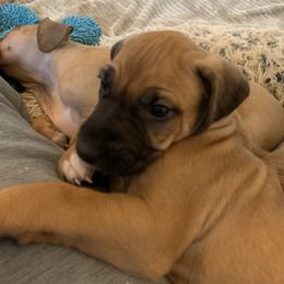 Rhodesian Ridgeback Puppies from Lyonnese Rhodesian Ridgebacks