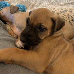 Rhodesian Ridgeback Puppies from Lyonnese Rhodesian Ridgebacks