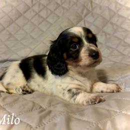 Milo - Piebald male Dachshund puppy in Aiken, South Carolina from State Eight Dachshunds