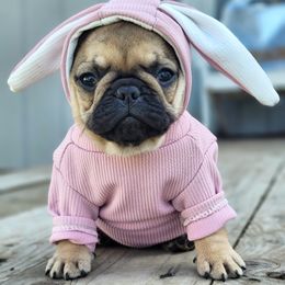 French Bulldog Puppies from Emeraldfrenchies