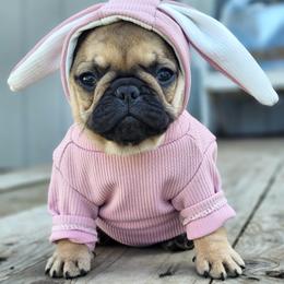 French Bulldog Puppies from Emeraldfrenchies