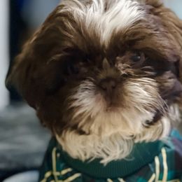 Boy 3 - Liver and white Shih Tzu puppy in Garland, Texas from Bibi’s Exclusive Shih Tzus