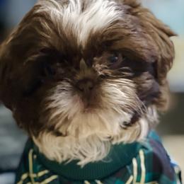 Boy 3 - Liver and white Shih Tzu puppy in Garland, Texas from Bibi’s Exclusive Shih Tzus