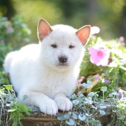Yuki 🩵 Cream Boy - Cream male Shiba Inu puppy in Neosho, Missouri from Sunny Terrace Shibas
