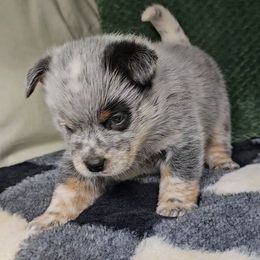 SnapDragon - Blue male Australian Cattle Dog puppy in China Grove, North Carolina from Indigojos Australian Cattle Dogs