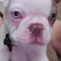 Boston Terriers from Cedar Oaks Boston Terriers