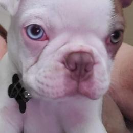 Boston Terriers from Cedar Oaks Boston Terriers