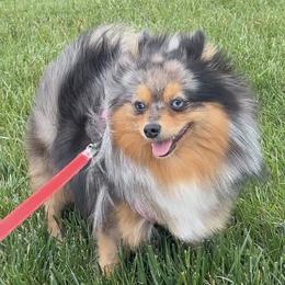 Didi - Pomeranian