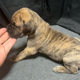 Girl 1 - Brindle female Great Dane puppy in Indianola, Iowa from Bull West Kennels