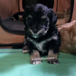 Boy1 - Black male Havanese puppy in Batesville, Arkansas from Hillbilly Havanese