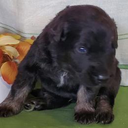 Boy 4 - male Shiloh Shepherd puppy in Caneadea, New York from Strauss Haus Shepherds