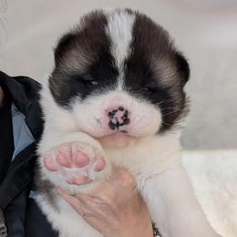 Boy 2 - White male Akita puppy in South Carolina from Sierra Mountain Akitas