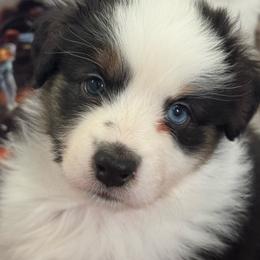 Ballentine - Black tri-color female Australian Shepherd puppy in Grand Junction, Colorado from Niyu Aussies