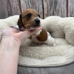 Boy 2 - Piebald male Dachshund puppy in Waynesville, North Carolina from Blue Ridge Doxies