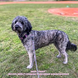 Daisy - Goldendoodle
