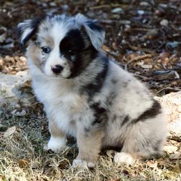 Bluey - Blue merle female Miniature Australian Shepherd puppy in Evant, Texas from Lazy VT Bar Ranch