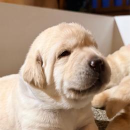 Boy 2 - Yellow male Labrador Retriever puppy in Hoosick Falls, New York from Findaway Labradors