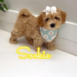 Sookie - Apricot female Maltipoo puppy in Buford, Georgia from Petite Posh Puppies