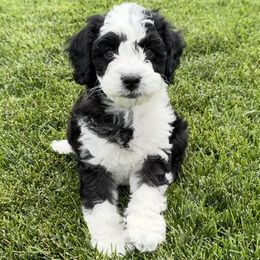 Australian Labradoodle Puppies from Grand Peaks Labradoodles