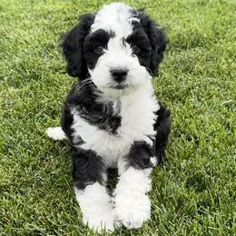 Australian Labradoodle Puppies from Grand Peaks Labradoodles