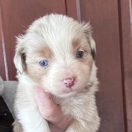 Red Pepper - Red merle female Miniature American Shepherd puppy in Greenboro, North Carolina from Rustlingrass Miniature American Shepherds